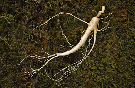 흑산삼